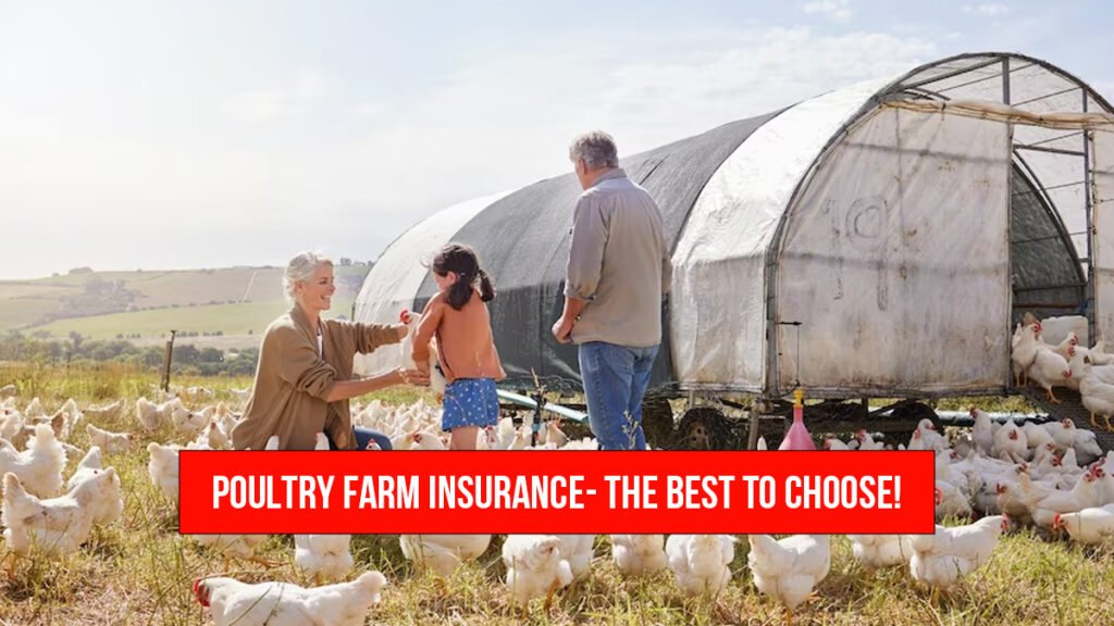 Poultry Farm Insurance- The best to choose!