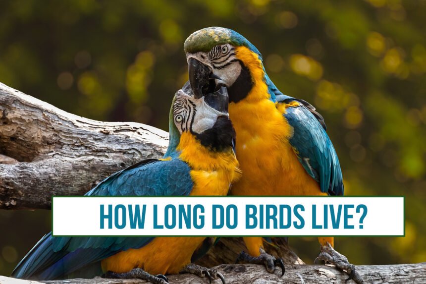 How long do Birds live?