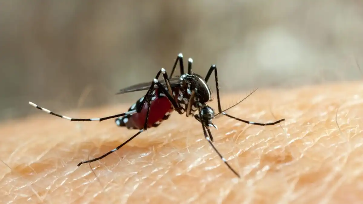 How to cure Dengue fast in Hindi- डेंगू को जल्दी कैसे ठीक करें हिंदी में